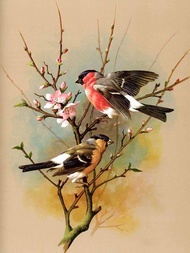 Photocustom Classic Painting By Number Handmade For Adults Decorative Painting Animal Bird Coloring 