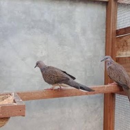 BURUNG TEKUKUR SEPASANG DEWASA SIAP TERNAK