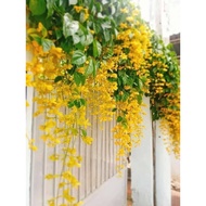 Cây giống Cây Lan Hoàng Dương - chuỗi ngọc vàng - Trang Flower