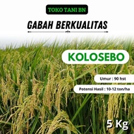 Benih Padi KOLOSEBO 5 kg Tahan Roboh Padi Unggul