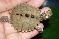 (aquarium live pet)Mississippi Map Turtle