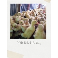 dod peking - bebek Peking - anak bebek peking