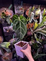 水晶花燭