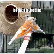 Promo Telur Kenari Red siskin double dilute 2 butir fertil siap tetas