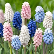 5 Grape Hyacinth Planting Ball Soil Cultivation Potted Flower Seeds Autumn Winter Four Seasons Flowe