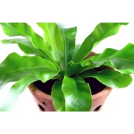 Pokok Langsuyar Semulajadi Dari Hutan / Bird Nest Fern / pokok langsuir / Paku-Pakis