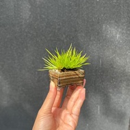 日本黃金姬石菖蒲∣經典山野草 豆盆栽