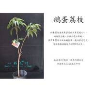 心栽花坊-鵝蛋荔枝/4吋盆/荔枝/水果苗/售價500特價450