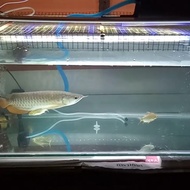 ikan arwana golden red RTG ukuran 25 cm Red Tail Golden