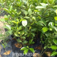 Anak pokok Limau Kasturi