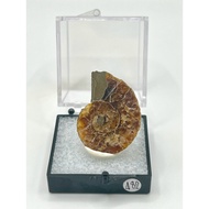 Madagascar Ammonite 482