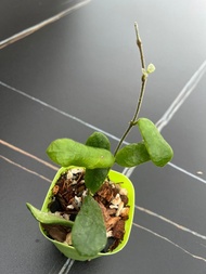 Hoya rotundiflora 小方葉毬蘭 / 四角毬蘭