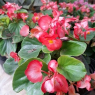 tanaman begonia wax begonia