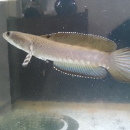 ikan channa blue pulchra 15 cm