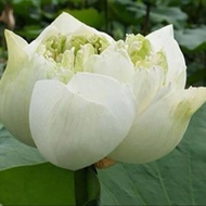 เมล็ดบัวหลวง ดอกสีขาว ดอกใหญ่ ของแท้ 100% เมล็ดพันธ์ุบัวหลวง ดอกบัว ปลูกบัว เม็ดบัว สวนบัว 8 เมล็ด