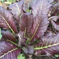 ~150 Osaka Purple Mustard Seeds (fr USA) Ship 1-2 days(Normal Mail) Fr SG