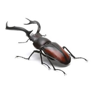 新箱識  現貨 行版 BANDAI 扭蛋 生物大圖鑑系列 02彈 昆蟲 甲蟲 鹿角甲蟲