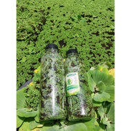 Live Azolla Seeds Ready to Tebar – Animal Feed for Ducks, Chickens, Fish & Organic Pond Fertilizer