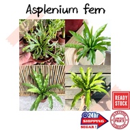 (GG real plant) asplenium osaka  pokok langsuir hidup hiasan rumah live indoor houseplant bird nest 
