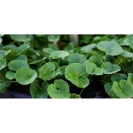 Pegaga (Centella Asiatica)