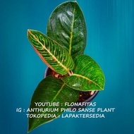 BARANG TERLARIS ADELIA BLACK AGLAONEMA CANTIK AGLONEMA | DIKIRIMKAN