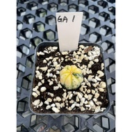 Augustfame - Astrophytum Asteria Variegated GA1 兜锦 仙人球 cactus succulent