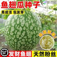 現貨  特價 小欣百貨  魚翅瓜種子發財金絞瓜粉花皮瓜種籽早熟高產盆栽陽臺庭院種植