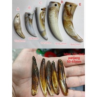 Acrylic Taring (Taring Palsu) Replica Wolf Tooth（Imitation）