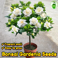 80 pcs/pack Fragrant Gardenia Seeds for Planting Flowers Flowering Plants Seeds Cape Gardenia Plant 