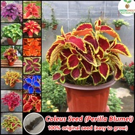 [Fast Germination] 100pcs Rare Coleus Seed Mayana Varieties Plants Gardening Flower Seeds Easy To Grow Philippines Indoor and Outdoor Plants Real Live Plants Potted Mayana Plants for Sale Bonsai Seeds for Planting Flowers Garden Decoration [Fast Delivery]