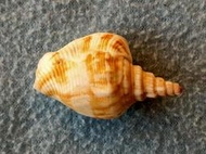 【忠實第紫雲軒】阿拉伯彎刀鳳凰螺Strombus plicatus sibbaldi(長約3.9cm，印度洋產，不常見，