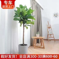 Ins Potted Plant Large Living Room Qinye Rong Nordic Door Bedroom Balcony Delivery Indoor Plant Loll
