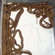 baby jali / ptyas mucosus
