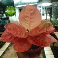 aglonema denpasar moon mutasi