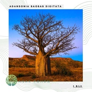 Benih Bibit Biji - Adansonia Baobab Digitata Pohon Asli Madagaskar Afrika Tree Seeds - IMPORT
