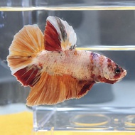 AA Grade Giant multicolour HMPK Betta ( 5.5cm to 8cm)