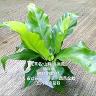 山蘇(鳥巢蕨)盆栽/室內植物盆栽/天然空氣淨化器