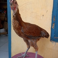 Biang ayam pelung betina trah jumbo