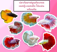 ปลากัดฮาฟมูนคัดเกรด จำนวน 2ตัว เพศผู้และเพศเมีย ไข่แน่น พร้อมรัด มีรับประกันสินค้า