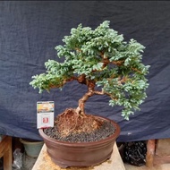 【BAYAR DI TEMPAT】 Bonsai cemara perak