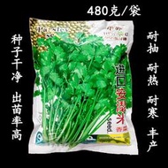 好姐姐丶進口安瑟米香菜種子 種籽農家盆栽蔬菜秋四季陽臺種菜青菜種籽蔬菜種子 種籽tqxy