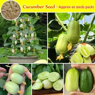 60pcs/bag Mini Cucumber Seeds for Planting Benih Sayur Sayuran High Yield Bonsai Cucumber Poinsett Seeds Indoor Plant