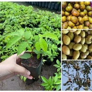 Hog Plum plant,มะกอกป่า (Ma-Kok-Pa),ต้นมะกอกส้มตำ มะกอกป่า มะกอกใส่น้ำพริก, Hog plum,Spondias pinnat