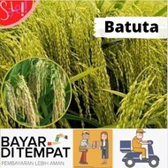 Benih Padi Unggul UB2 Batuta Asli Aceh / Bibit Padi Batuta Asli Aceh 5kg