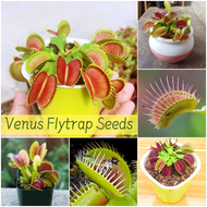 ปลูกง่าย เมล็ดสด100% เมล็ดพันธุ์ วีนัส ฟลายแทรป บรรจุ 50 เมล็ด บอนสี Venus Flytrap Seeds เมล็ดดอกไม้ บอนสีหายาก เมล็ดบอนสี ต้นไม้มงคล บอนสี ดอกไม้ปลูกสวยๆ บอนไซ เมล็ดพันธุ์ดอกไม้ ไม้ประดับ พันธุ์ดอกไม้ ต้นบอนสี ดอกไม้ปลูก แต่งบ้านและสวน Seeds for planting