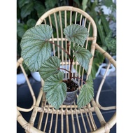 Begonia Sinbad (Rare Plant)