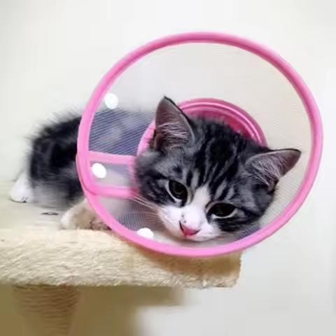 Cat Cone Collar Adjustable Lightweight Pet Elizabethan Collar Plastic Clear Cone Recovery E-Collar f
