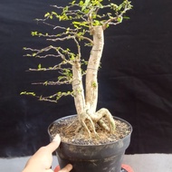 bonsai anting putri siap pajang