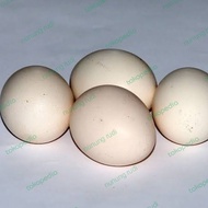 telur ayam fertil koytrad cross original plucker wd