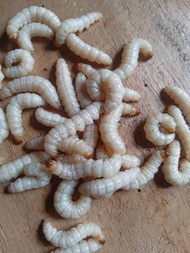 ulat bambu cangkilung umpan pancing isi 25pcs